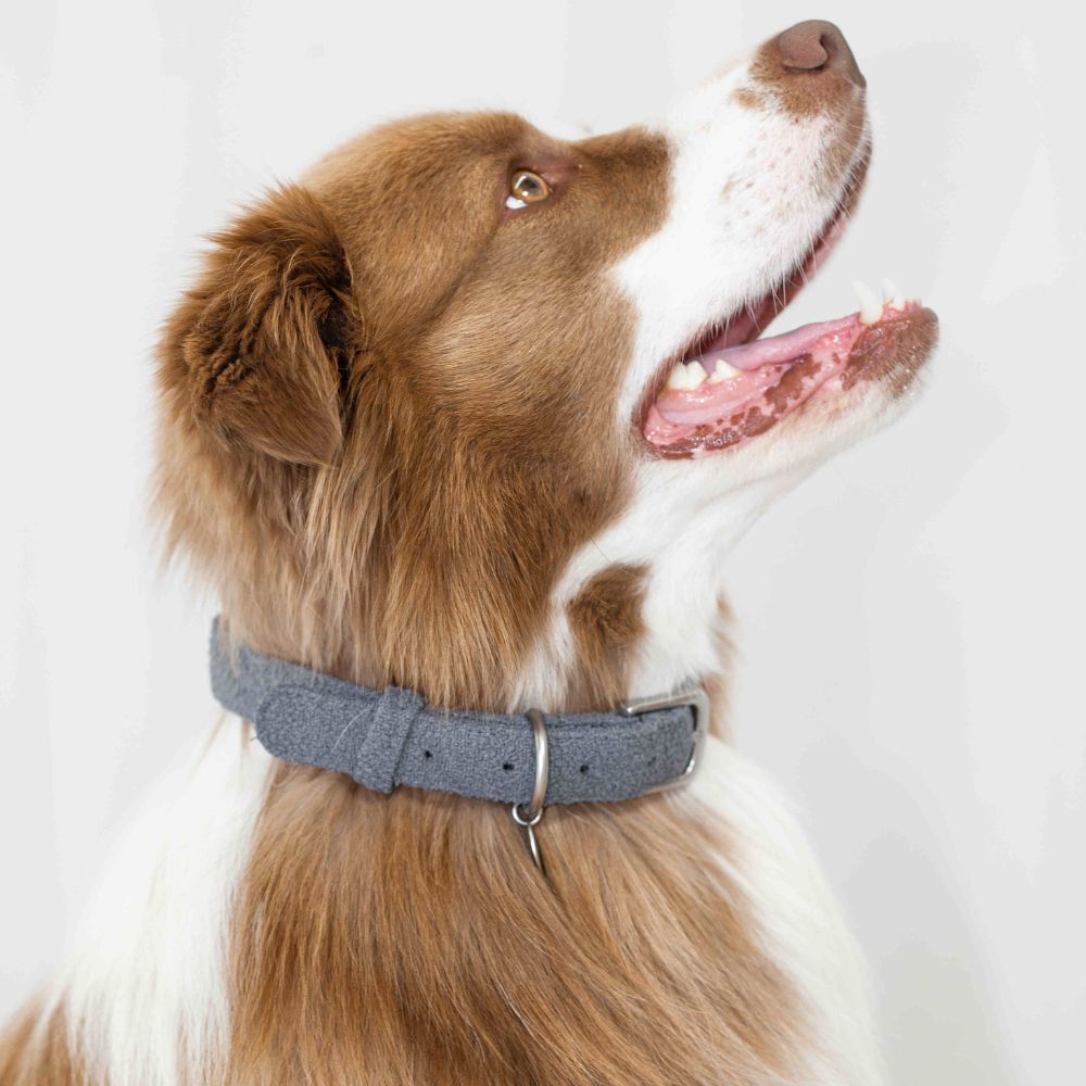 collars